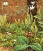 Close up of white daisy plants planted in a brown and green ground, with leaves and other flowering plants.